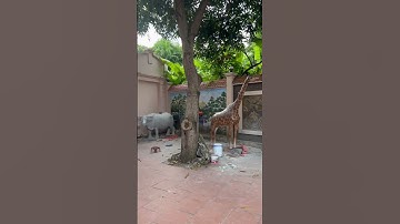 #shost hươu cao cổ xi măng