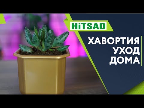 Уход за Хавортией в Домашних Условиях ✔️