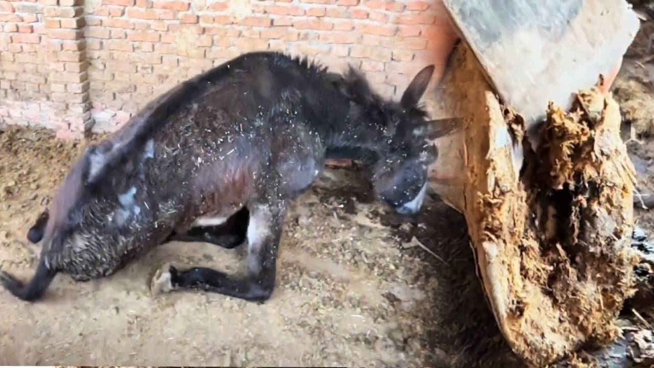 拯救病驴！驴啼干枯竟然拔出螺丝钉，师傅修完蹄子立马活蹦乱跳！ - YouTube