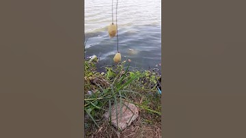 Câu cá bằng mồi khoai lang trứng kiến