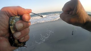 SURF FISHING the BEACH for BLUEFISH with CIRCLE HOOKS and BUNKER CHUNKS