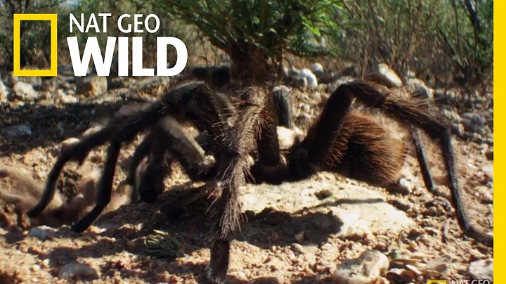 Spider Speed Dating | Wonderfully Weird