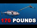 Spearfishing giant dogtooth tuna 90 ft deep