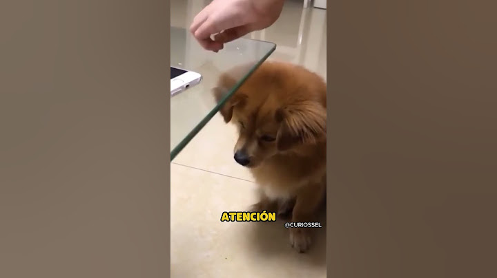 ¡Le jugaron una broma al perro y no entendía nada! 😂🐶