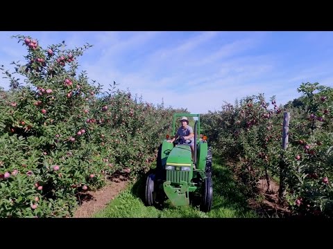 Vidéo: Les pommiers produisent-ils des pommes chaque année ?