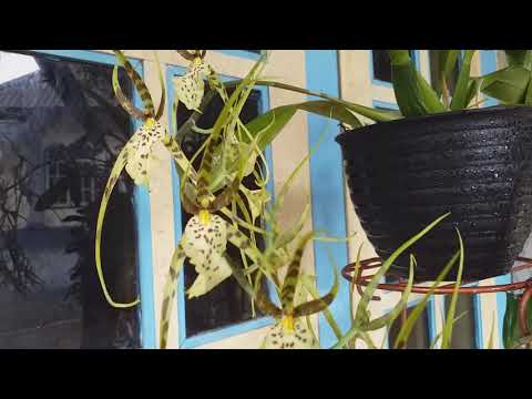 Video: Penjajahan Akar Anggrek Oncidium Oleh Endophyte Piriformospora Indica Menyekat Jangkitan Erwinia Chrysanthemi, Merangsang Pengumpulan Transkrip Gen Rintangan NBS-LRR Dan Menekan Pe