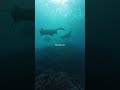 The Beauty Lies Beneath #ocean #underwater #travel #fyp