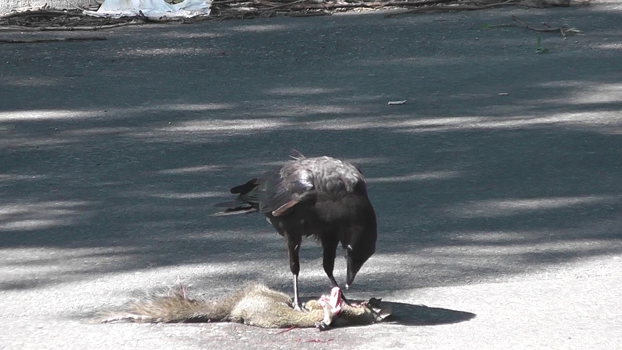 American Crow eating Grey Squirrel carrion 2 (Corvus Brachyrhynchos
