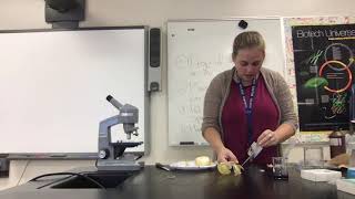 Cell and Protist Lab