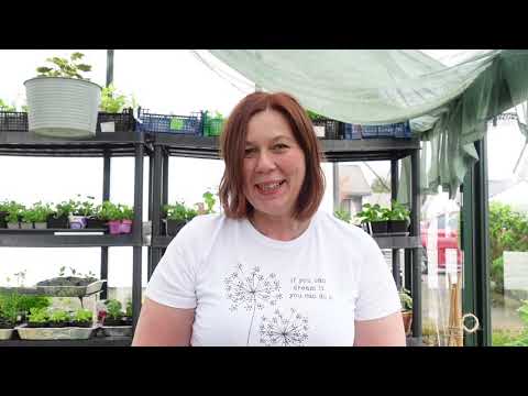 Video: Plastrulle For Oppheng Av Agurker Og Tomater I Drivhuset