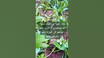#سورة_عنكبوت