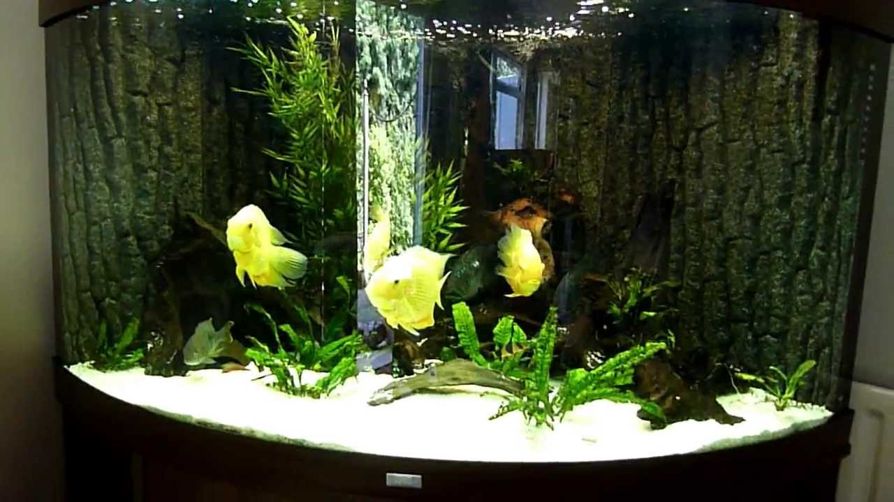 Juwel Trigon 350 South American Cichlid Fish Aquarium - YouTube