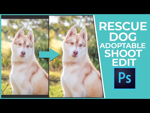 Free pet faces [used photoshop] - Community Resources - Developer