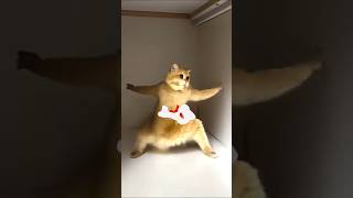 Kung Fu Cats Trained By Master Shifu #cats #funny #kungfu Kung Fu Cats Trained By Master Shifu #cats #funny #kungfu