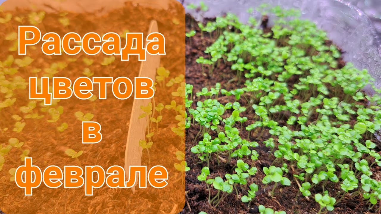 Луковицы цветов