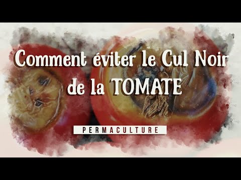 Vidéo: Tomates Veinées Dures