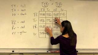 Dihybrid Cross