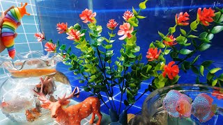 MEGA MIX Find colorful surprise fish, catch fish, angelfish, goldfish, cichlids, snakes koi fishing