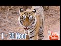 T ~ 39 Noor Ranthambhore National Park | Tigers Zone