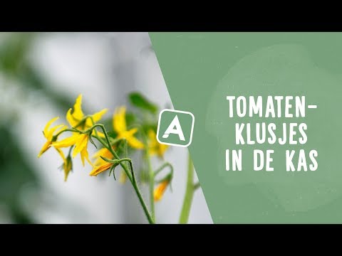 Video: Witte bladkleur op tomatenplanten - wat veroorzaakt witte tomatenbladeren