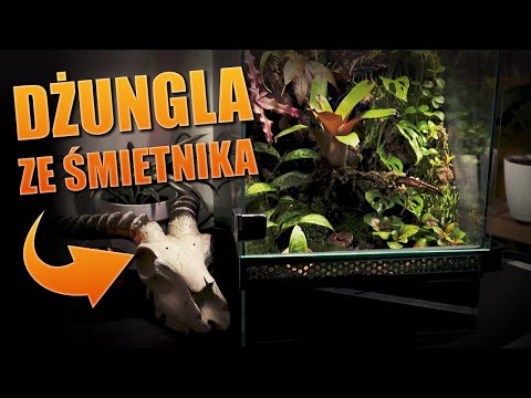 #80 Dżungla ze