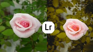 Flower Photo editing #flowers #flowerediting screenshot 5