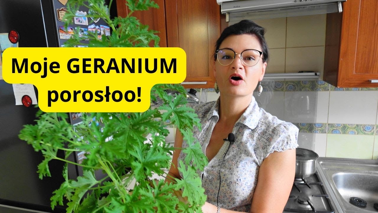 Masz ją na parapecie? Ma lecznicze właściwości! ANGINKA, GERANIUM i właściwości tej rośliny