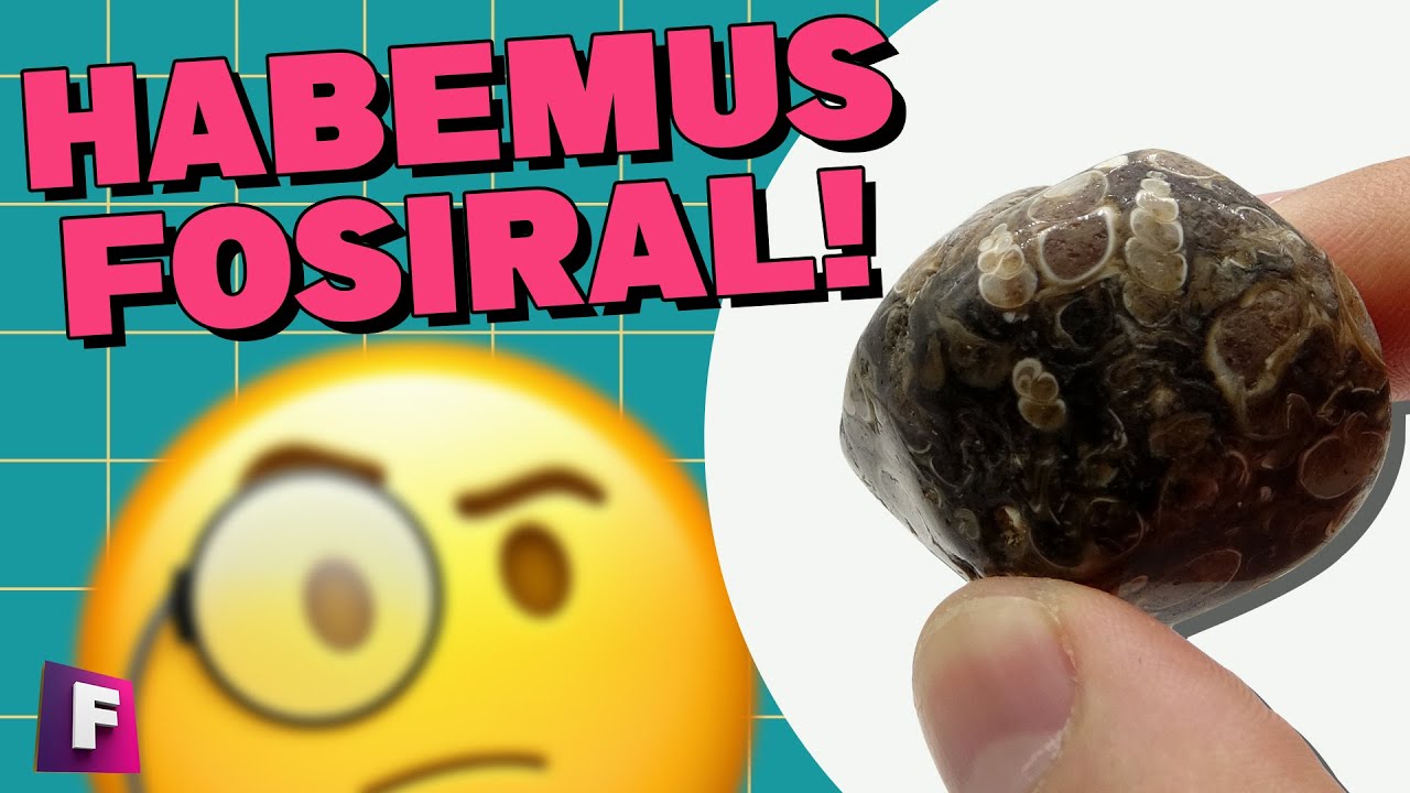 Minerales de la tierra | #36 Turritella | Foro de Minerales