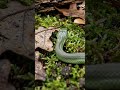 WHAT A SNAKE SEES: Extreme Micro-Camera POV Inside a Hidden Den! 🐍🎥 #shorts #pov #snake