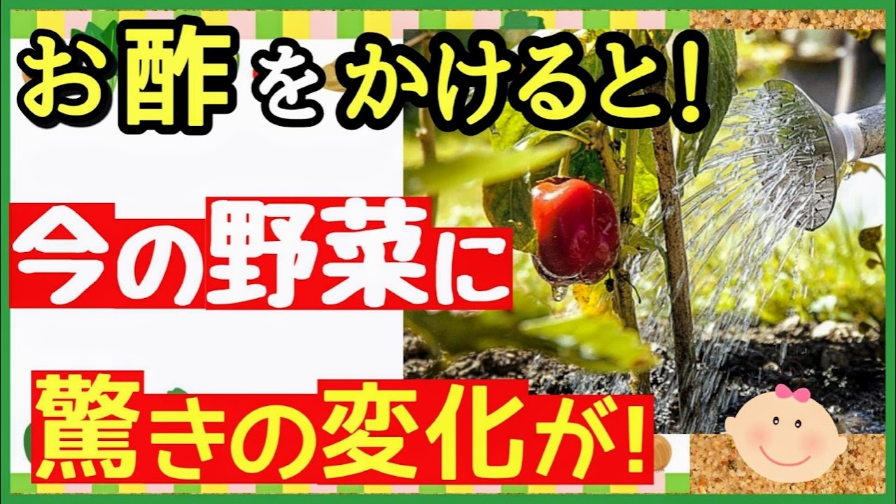 お酢をかけるだけ!野菜が驚くほど元気に育つ最強の3つの効果【初心者・プランター家庭菜園】