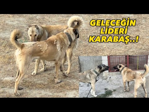 KARABAŞ DURMUYOR. YENİ