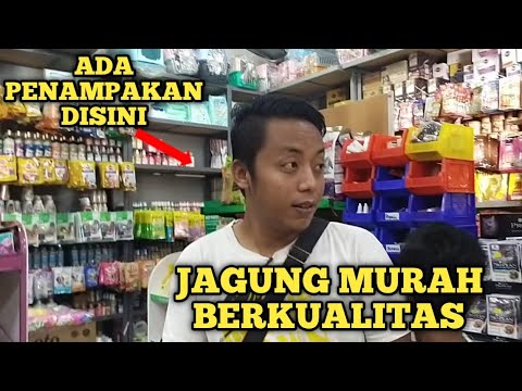 Jagung Yang Bagus Untuk Merpati