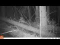 Pinemarten on windfall