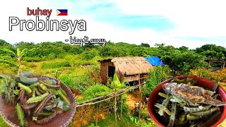Life in the province | Harvesting different kinds of veggies | Biag ti Away by Balong