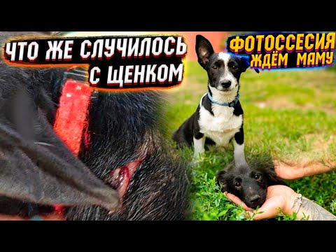 Что за дырка у щенка на шее?😱 | Ищем родителей | Щенкам срочно нужен  дом