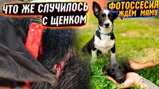 Что за дырка у щенка на шее?😱 | Ищем родителей | Щенкам срочно нужен  дом