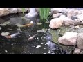 Video koi