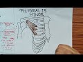 Pectoralis minor anatomy