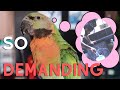 My Parrot Reacts to Her New Cage Setup! How To Clean A New Parrot Cage!