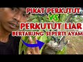 Pikat Perkutut Bertarung Seperti Ayam Perkutut Lokal Mp3 - Mp4 Download
