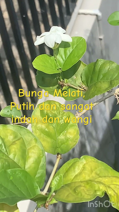 Nikmati pagi dengan bunga  Melati, putih lambang cinta suci
