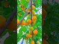 🤩 Beautiful Fruits Rural Life ~ #failtruck #satisfying #nature #shorts 053