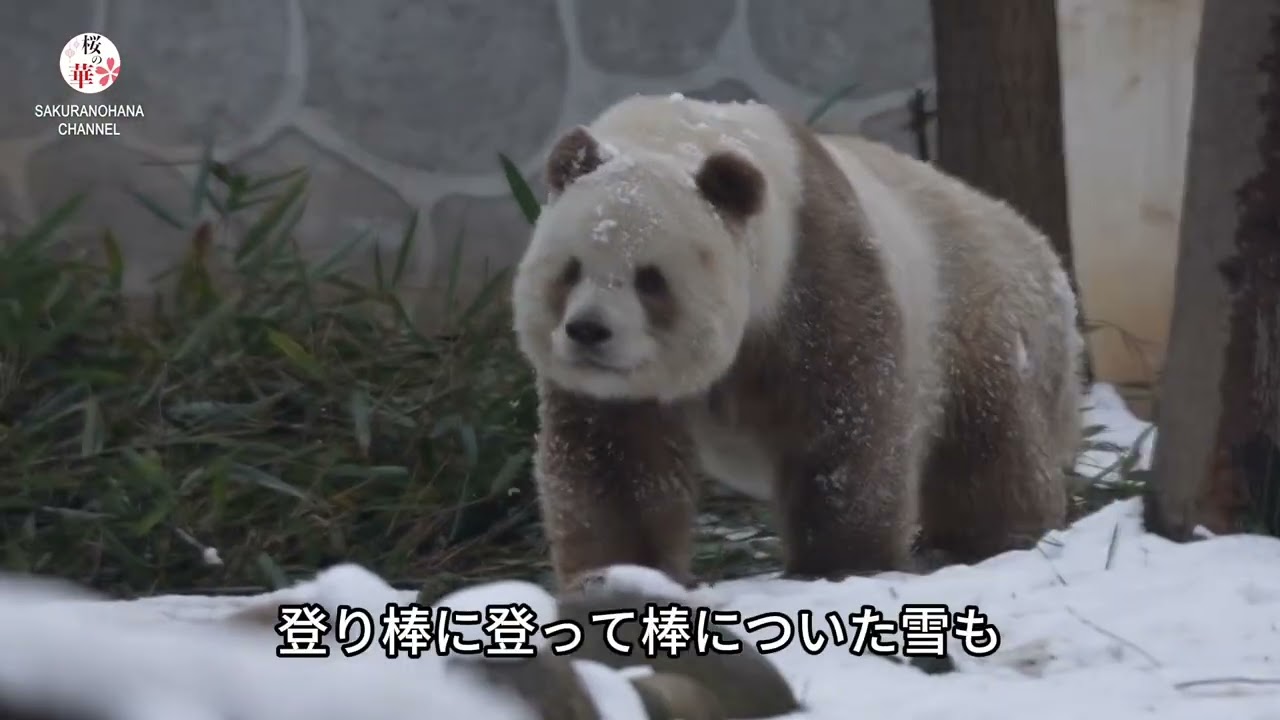 世界で唯一の飼育茶色パンダ 雪遊びを満喫 - YouTube