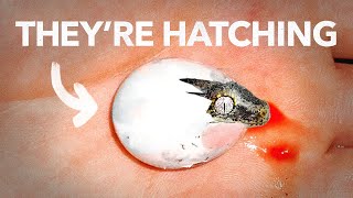 The Miracle Eggs Are Hatching