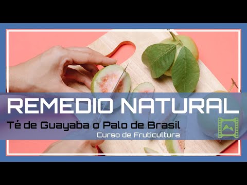 Te de Hojas de Guayaba para DIABÉTICOS: Propiedades y beneficios de la Guava. | LdN