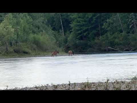 Red deer in the wild