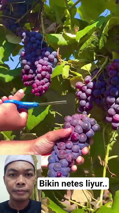 bikin lidah mu meronta ronta. #shorts  #viral  #fyp  #buahbuahan