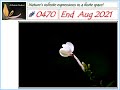 Ashrama Gardens Photo Video # 0470 - Sept 13, 2021 Edition - End Aug 2021 Clicks