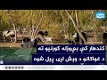 کندهار کې بې وزله کورنیو ته د غواګانو د وېش لړۍ پیل شوه