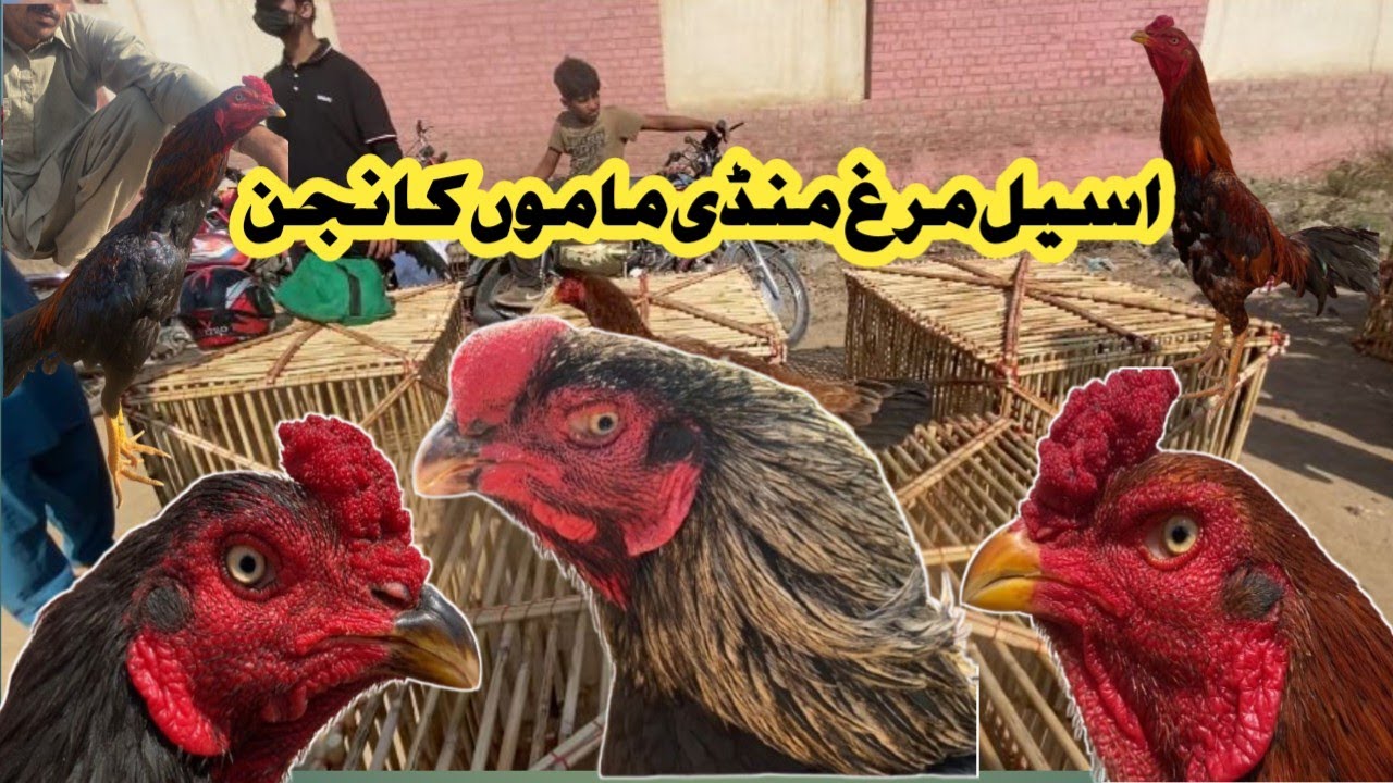 Aseel Murgh Mandi Tuesday Mamo Kanjan |ASEEL MURGH MANDI| #aseelmurgh #aseelmandi @KALEEMASEELvlogs 